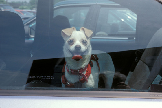 cesar millan 1