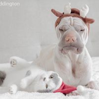 anniepaddington 12