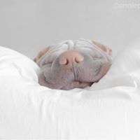 anniepaddington 22