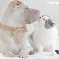 anniepaddington 23