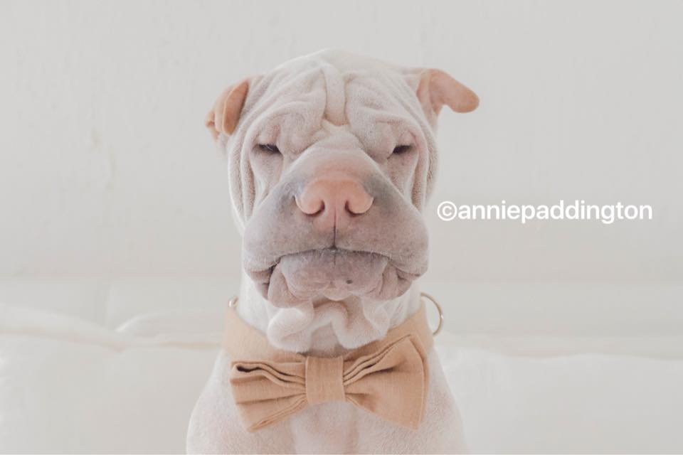 anniepaddington 3