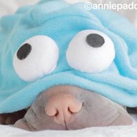 anniepaddington 5