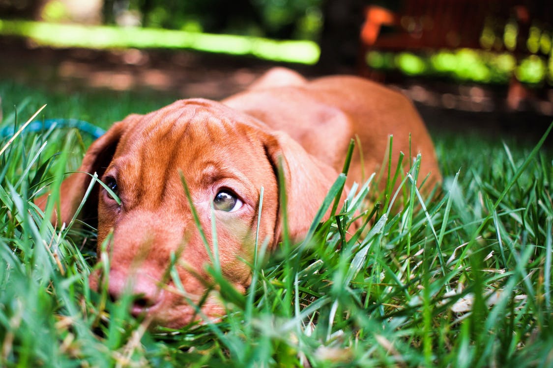 atlagon feluli intelligencia vizsla