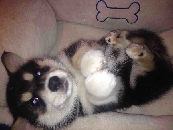 corgi keverekek sziberiai husky