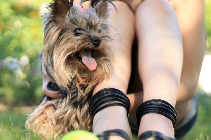 kutya yorkie - randevau.hu