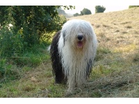bobtail1