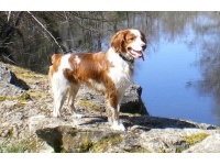 breton_spniel2
