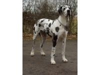 dn_dog1
