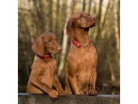 dog-1086286_1280