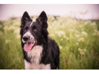dog-2501240_1920
