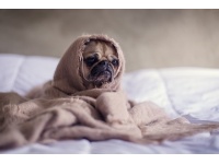 mopsz2