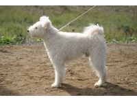 pumi2