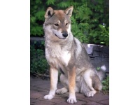 shikoku1