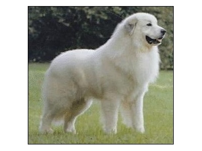 abruzzi_juhszkutya1