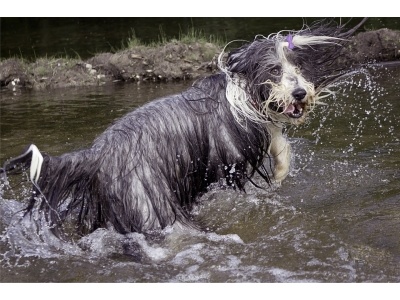 bearded_collie2