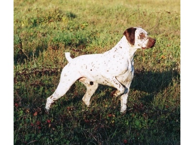 bourbonne-i_vizsla1