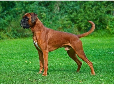 boxer1