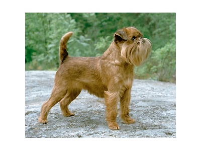 brsszeli_griffon