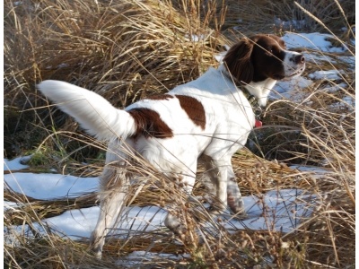 drenti_vizsla1