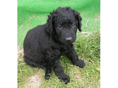 gndr_szr_retriever2
