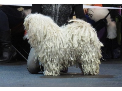 puli2