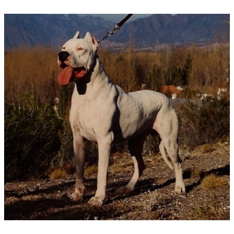 argentin_dog