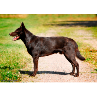 ausztrl_kelpie1