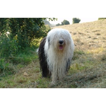 bobtail1