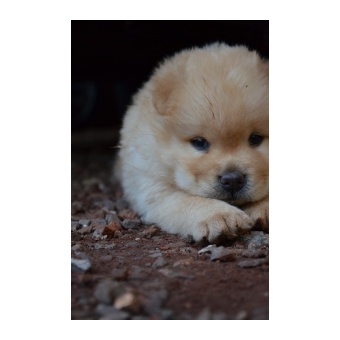 chowchow2