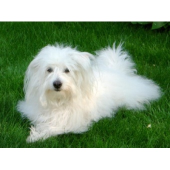 coton_de_tular1