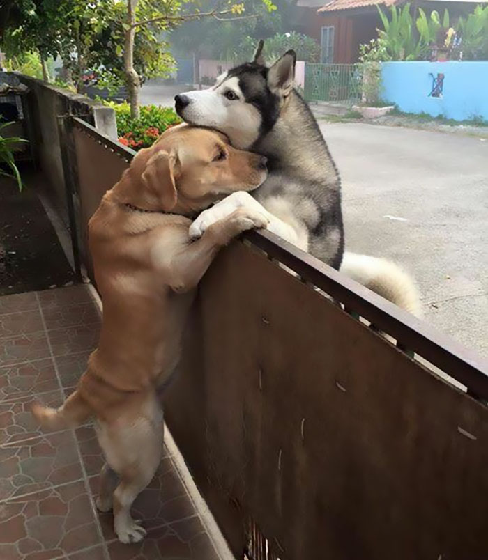 husky